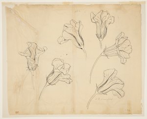 かぼちゃやかぼちゃの花の研究 作： Sophia L. Crownfield