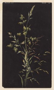 種子中の草の研究 作： Sophia L. Crownfield