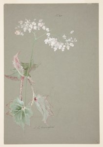 ピンクベゴニアの研究 作： Sophia L. Crownfield