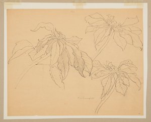 ポインセチアの研究 作： Sophia L. Crownfield
