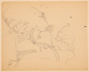 かぼちゃのつるの研究 作： Sophia L. Crownfield