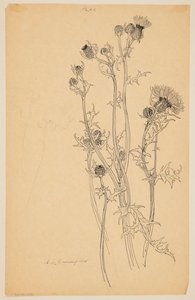 アザミ植物の研究 作： Sophia L. Crownfield