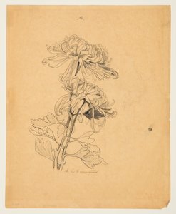 二輪菊の研究 作： Sophia L. Crownfield