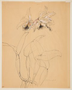 蘭の研究 作： Sophia L. Crownfield