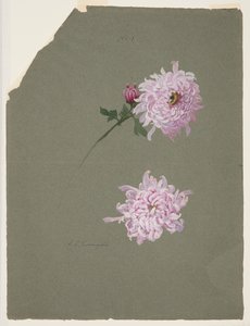 紫菊に関する二つの研究 作： Sophia L. Crownfield