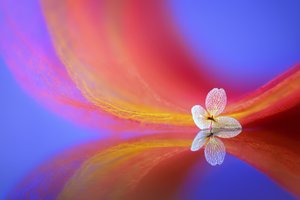 繊細な花の映り込み