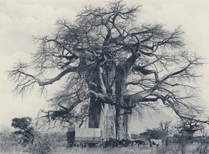バオバブの木（モノクロ写真
