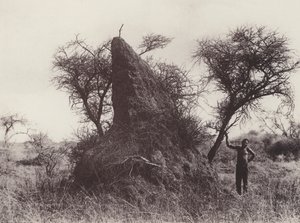 マンモス・アンテアプ（モノクロ写真 作： South African Photographer