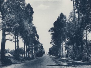 Avenue of Blue Gum Trees, Pretoria (bw photographs) 作： South African Photographer
