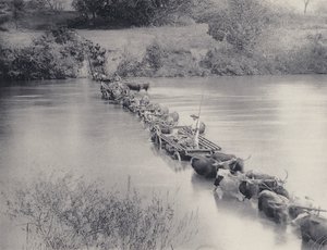 トランスバールでの川の渡り方（モノクロ写真