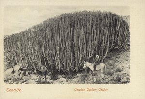 テネリフェ島のカルドンで有名なサボテンを見る男たち（モノクロ写真）