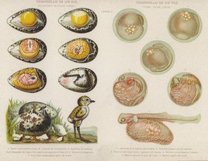 鳥や魚の卵からの発生（クロモリト 作： Spanish School