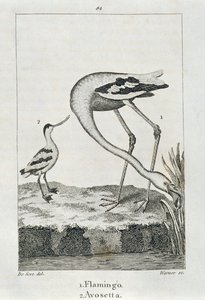 フラミンゴとアボセッタ、地球の歴史と活気に満ちた自然、ロンドン1816（銅版の彫刻） 作： Spanish School