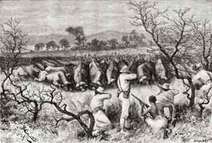 「アフリカピントレスカ」からの19世紀後半の中央アフリカの水牛の狩猟、1888年公開 作： Spanish School