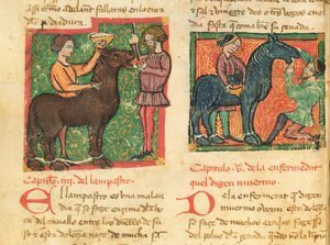 Ms 214 fol.26v Juan AlvarezによるLibro de Menescalcia y Albeyteriaの馬の舌炎の治癒、1390年頃