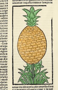 パイナップルを表現しています。Gonzalo Fernandez de Oviedo (Gonzalo) or Fernandez de, or Hernandez de Oviedo y Valdes (1478-1557)の著書「Historia general de las Indias, islas y tierra firme del mar oceano」からの挿絵。 作： Spanish School