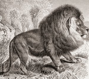 現在は絶滅したケープライオン（1885年頃の版画『La Vida de los Animales』より） 作： Spanish School