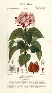 Achiote または口紅の木、Bixa orellana 作： Stanghi Stanghi