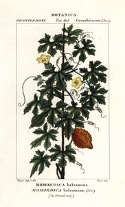 アフリカキュウリ、Momordica balsamina 作： Stanghi Stanghi