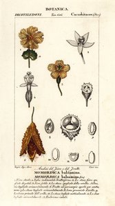 アフリカキュウリ、Momordica balsamina 作： Stanghi Stanghi