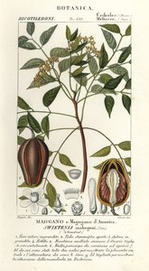 アメリカのマホガニー、Swietenia mahagoni 作： Stanghi Stanghi