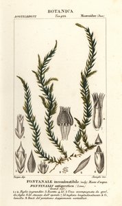 解熱剤 fontinalis コケ、Fontinalis antipyretica
