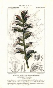クマのズボンまたは海のドック、アカンサス モリス 作： Stanghi Stanghi