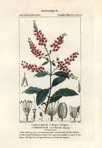 ブッシュウィロー、Combretum coccineum 作： Stanghi Stanghi