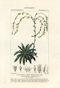キャニオン ライブ フォーエバー、Dudleya cymosa 作： Stanghi Stanghi