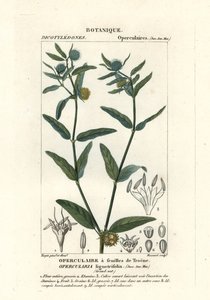 粗悪臭草、Opercularia aspera 作： Stanghi Stanghi