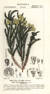 一般的な綿の茂み、Berzelia lanuginosa 作： Stanghi Stanghi