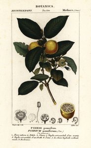 一般的なグァバ、Psidium guajava 作： Stanghi Stanghi
