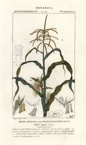 とうもろこしまたはとうもろこし、Zea mays