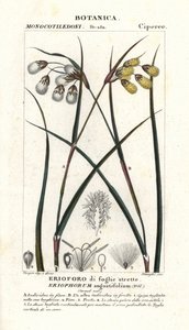 コットングラスまたはコットンスゲ、Eriophorum angustifolium 作： Stanghi Stanghi