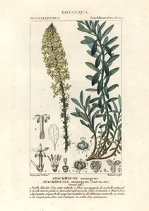クリーミーなキャンドル、Stackhousia monogyna