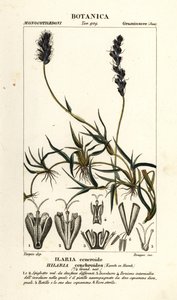 カーリー メスキート、Hilaria cenchroides 作： Stanghi Stanghi