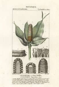 Cyclanthus bipartitus 作： Stanghi Stanghi