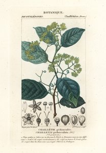 Dichapetalum pedunculate 作： Stanghi Stanghi