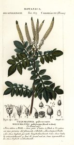イグナイター、Weinmannia pubescens