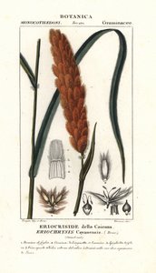 Eriochrysis cayannensis、熱帯アメリカの草 作： Stanghi Stanghi