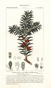 ヨーロッパのイチイの木、Taxus baccata 作： Stanghi Stanghi