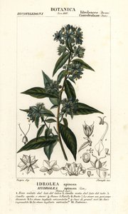 偽フィドルリーフ、Hydrolea spinosa 作： Stanghi Stanghi