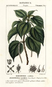 イラクサ、Boehmeria caudata 作： Stanghi Stanghi