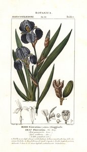 フィレンツェのアイリス、Iris germanica var florentina 作： Stanghi Stanghi