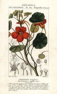 庭のナスタチウム、トロパエオラム・メジャー 作： Stanghi Stanghi