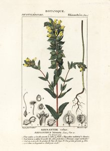 より大きな黄色いガラガラ、Rhinanthus alectorolophus 作： Stanghi Stanghi