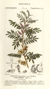 グアテマラ藍、Indigofera suffruticosa