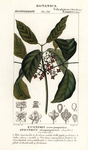 ハミルトンの紡錘木、Euonymus hamiltonianus 作： Stanghi Stanghi