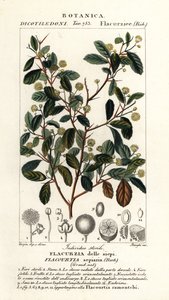 インドのプラム、Flacourtia indica