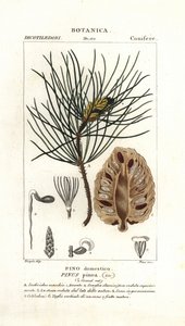 イタリアンストーンパイン、Pinus pinea 作： Stanghi Stanghi